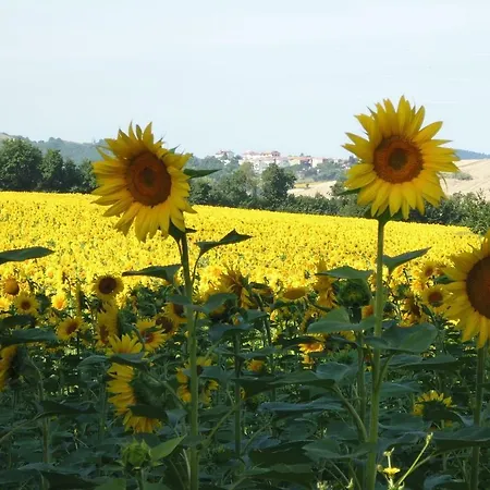 Casa Cairo Rooms&services Maison d'hôtes Mombaroccio
