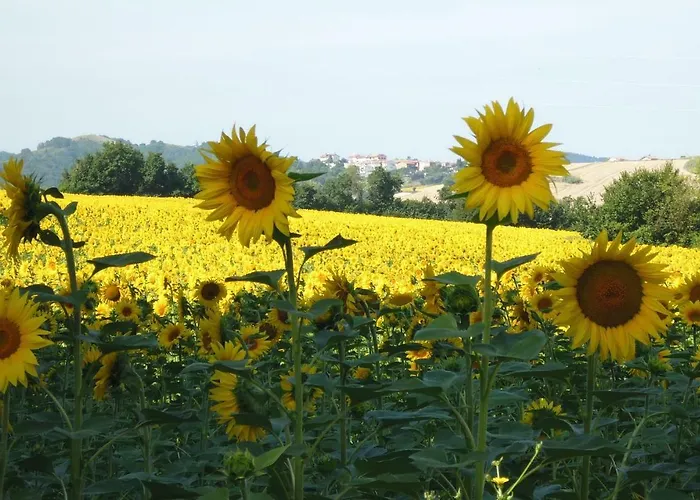 Casa Cairo Rooms&services Guest house Mombaroccio